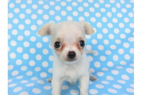 成約済の千葉県のチワワ(ロングコート)-98487の11枚目